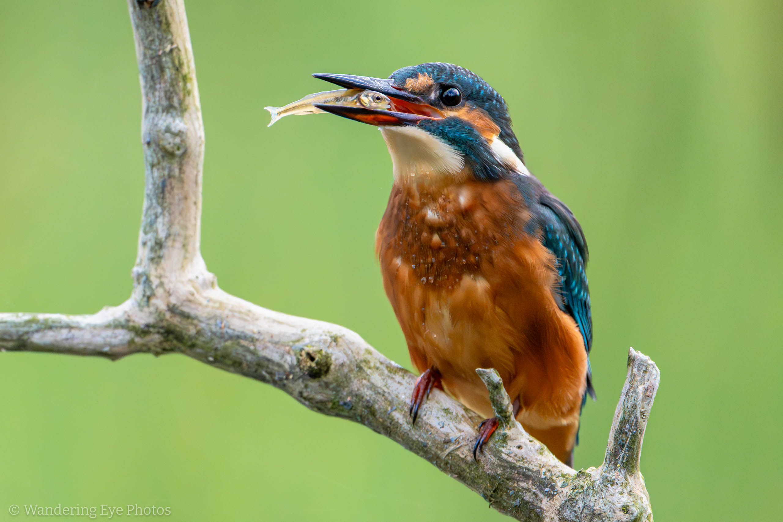 Kingfisher with catch